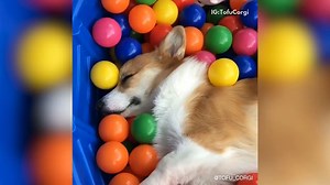Cutest Corgi Compilation 2018 | Best Funny Corgi Videos Ever