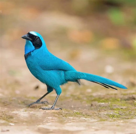 💎 Oiseau ou éclat de pierre précieuse vivante ? Le Geai turquoise (Cyanolyca turcosa) semble façonné par un joaillier tant son plumage mêle bleu profond et vert émeraude, variant avec la lumière. Endémique des Andes du sud de la Colombie, de l’Équateur et du nord du Pérou, ce corvidé élégant fréquente les forêts montagneuses humides, les forêts sempervirentes de nuages et les forêts dites « elfin » aux arbres rabougris. Il s’adapte aussi bien aux boisements primaires qu’aux zones de régénératio
