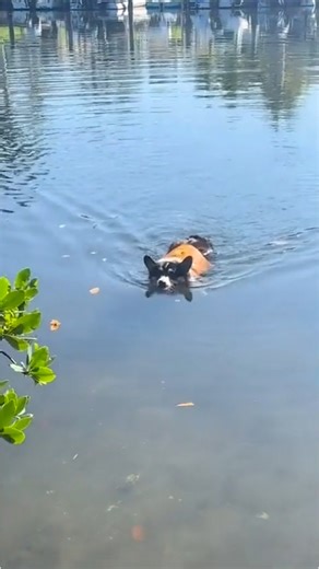 Professional Corgi Swimmer