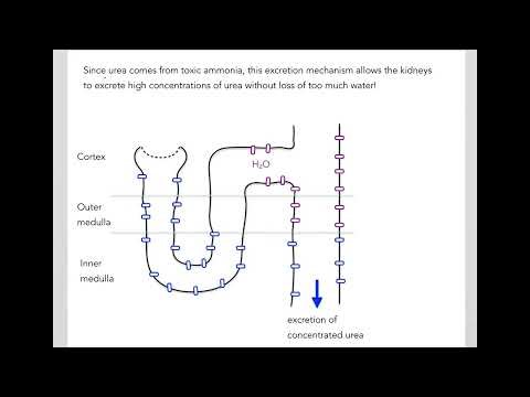 9.2 Urea in the body and BUN