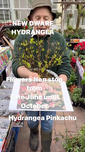 Hydrangea “Pinkachu”flowers Non stop until October. Good in pots or beds . Flowers cone like white turning pink as flowers age Planting time is from now ,available in webshop https://pergolanurseries.ecwid.com ALL IRELAND DELIVERY 🚚 32 Counties Pergola Nurseries Garden Corner, Virginia,Co Cavan A gardeners oasis of quality plants Open Tues-Sat 10.30-6 Open Sundays 2-6 | Pergola Nurseries Garden Corner