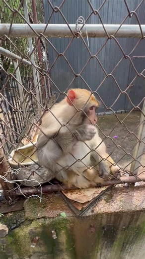😁#monkey #lovemonkey #funny #fyp #foryou | pet monkey
