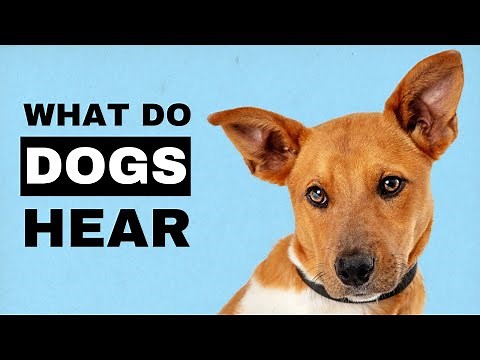 What Do Dogs HEAR When We Talk?