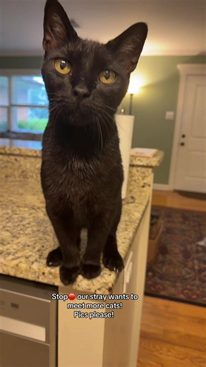 Isn’t he just so cute?! Our very deeply derpy boy 😍 Mr. Nubbins is so sweet and friendly now. He’s also getting fat! He’s come so far. So far that he’s on my kitchen counter!!!!!!! #cat #cats #blackcat #cattok #cutecat