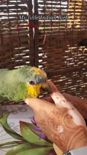 Adorable Parrot Enjoys Playful Interaction