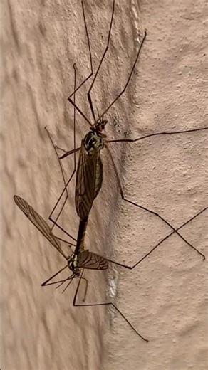 Deux Insectes (En Plein Coït)😁😁