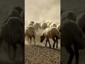 Mind-Blowing Sheep Facts You Won't Believe! 🐑✨ (Smarter Than You Think!)