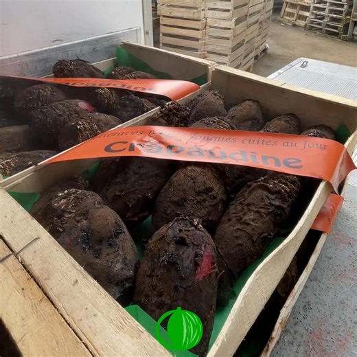 La crapaudine est une betterave rouge moins répandue que sa cousine ronde et qui n’a pourtant rien à lui envier! Cuite entière dans un four à pain pendant plusieurs heures la crapaudine perd complètement son aspect terreux, devenant fondante et sucrée. L’idéal pour accompagner une salade de mâche ! Si la betterave vous rappelle encore de fâcheux souvenirs de cantine, il est temps de la redécouvrir. #producteurslocaux #fruitsetlegumesdesaison #directproducteur #lunedesmoissons | LUNE DES MOISSONS