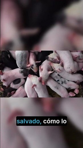 El Secreto Calidad del Salvado y Manejo en Cerdos