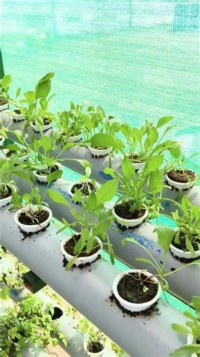 Palak Growing in PVC Hydroponic System in IFS