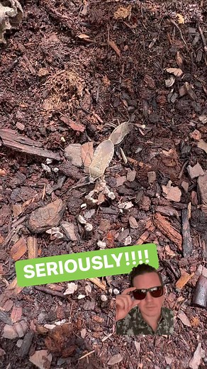 74K views · 531 reactions | Seriously!?! Squash bugs trying to make more squash bugs!!!  #keepingitdutch #homestead #gardening #containergardening #squashbugs #bugs | Keeping It Dutch | Facebook