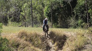 'Australian Stock Horse' stallion 'Capone' learning the skills of the stock horse. | Guy McLean