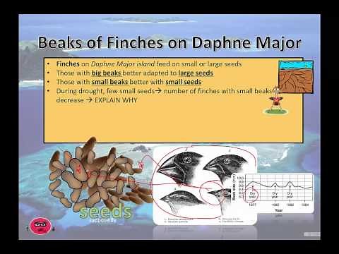 Beaks of Finches on Daphne Major (2015)