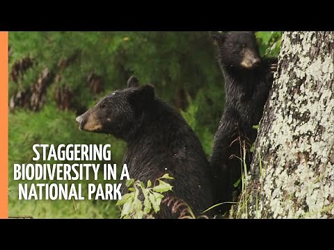 Staggering Biodiversity in America's most visited National Park | Full Documentary