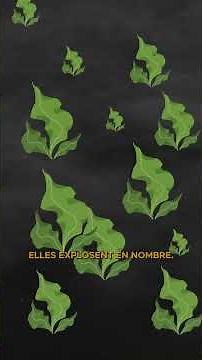 🌱💀 L'eutrophisation