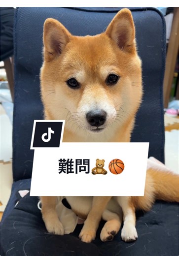 多様な豆柴の魅力と生活