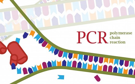 PCR工作原理
