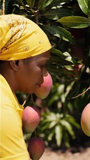 How a Modern Dried Mango Factory Works: From Fresh Orchard to Perfect Golden Slices (Full Process)
