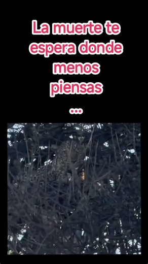 La muerte espera donde menos piensas. Disfruta de la vida #viral #motivation #gym #love #fitness