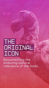 The Dodo deserves every bit of the fanaticism it has inspired around the globe—but few can claim as intense an obsession with the bird as those who share its Mauritian heritage 🇲🇺🦤 We’ve taken up the charge of dissecting the Dodo as cultural anthropologists would, asking questions about the extinct celebrity that inquiring minds want to know, and seeking the answers directly from the source. Join us on the journey. | Colossal Biosciences