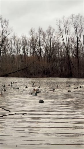 Perfect Limit Outdoors LLC. on Instagram: "Rocking the decoy spread #duckhunting #watermotion #duckseason"