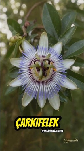 Çarkıfelek / Passiflora caerulea / DOĞANIN YAŞAYAN SANAT ESERİ