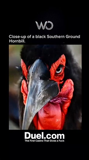 The Southern Ground Hornbill is a striking bird native to the savannas of sub-Saharan Africa. In a close-up view, its glossy black plumage contrasts sharply with the vivid red skin that frames its face and throat. The bird’s long, curved bill is both elegant and powerful, perfectly adapted for foraging on the ground for insects, small reptiles, and other prey. Its intense gaze and bold features give it an almost regal presence, symbolizing strength and resilience in its natural habitat. This rem