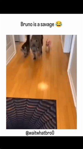 holdupbro | Follow for more!! Ratatouille (2007) by Brad Bird is often remembered as a charming animated film about a rat who cooks, but beneath its... | Instagram