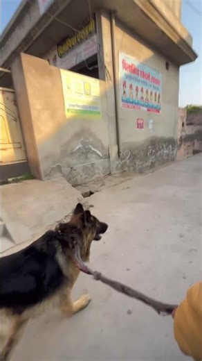 German Shepherd Exercise Time | How Daily Exercise Helps Your Dog Stay Healthy #germanshepherd