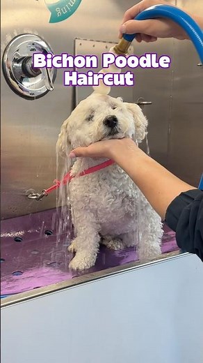 Bichon Poodle Mix at the Dog Groomer #bichonfrise #poodle #doghaircut