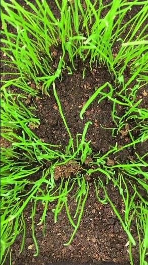 The Living Letter A — Grass Growing Out of the Screen | Immersive Time-Lapse Short