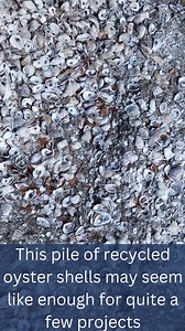 38 reactions · 6 comments | Got oyster shells? 寧寧 Be sure to recycle them with the Coastal Federation, we take those shells and use them to help the next generation of oysters thrive! Oysters may be small but they are mighty and their ability to clean the water along with the habitat they create makes them invaluable, help us make a difference and recycle your shells! ♻️寧 https://www.nccoast.org/project/oyster-shell-recycling-program/ | North Carolina Coastal Federation | Facebook