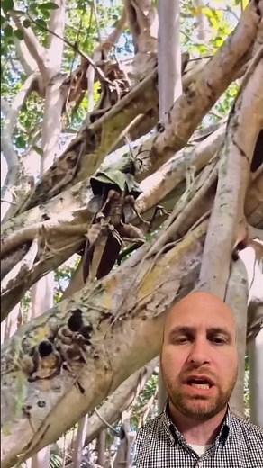 New Species Of Praying Mantis Discovered