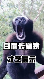 The call of the Gibbon is known as the Tenor of the Ape Kingdom! 1080P monkey style! 🐒💚 #GibbonTenor #AnimalVoice | Lily's Pets