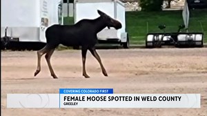 Moose tranquilized in Greeley, relocated to the mountains