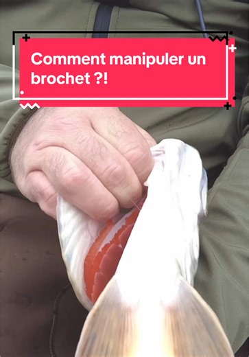 Comment bien tenir un brochet sans se faire mordre