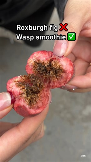 Does that mean figs aren't vegan? #fig #9gag | 9GAG