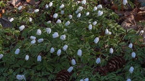 Wood Anemones, Early Bloomer, Spring. Free Stock Video