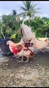 2K views · 15 reactions | The Serama (Malay: Ayam Serama), also called the Malaysian Serama, is a bantam breed of chicken originating in Malaysia within the last 50 years. #chickenbreeds #freerangechicken #biodiversity #HeritageChicken | Cyan & Jiyah Free Range Chicken | Facebook