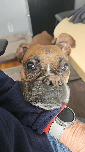 The Box Set on TikTok