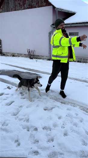 Ups, am alinecat puțin 🤣🤣🤣 #luna #husky #animalsoftiktok #winterdog #fyp