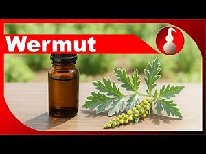 Distilling wormwood - the absinthe plant Artemisia - make your own essential oil - diSTILLed