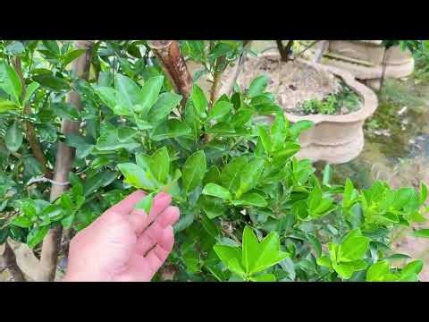 Thị trường giá quất cảnh dịp tết 2027 đầu mùa vụ có xu hướng tăng cao