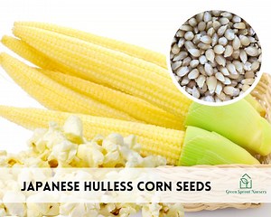 Corn, Japanese Hulless - Popcorn (white) Seeds, Heirloom Non-gmo (100  Seeds) - Etsy