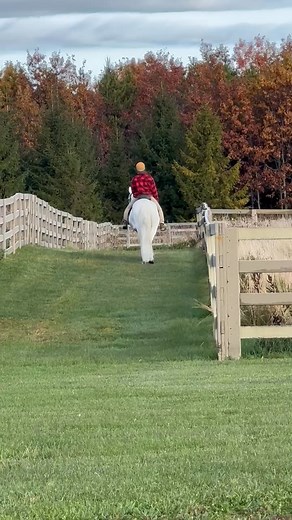 An update on Xodo: Xodo is the 24 year old Lusitano with DSLD and PSSM2 that I wrote about on here a few months back. As of right now, his pasterns have stayed lifted for over a year, after having been dropped for, I think, two years. He and I have been working together for one year and seven months. . This time last year, he couldn't walk around the area, in-hand, more thank ten steps without taking a break. It's documented by ultrasound images that scar tissue has substituted the space where h