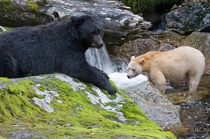 Three Ways to Save Great Bear, Fight to Stop Tar Sands. | elephant journal