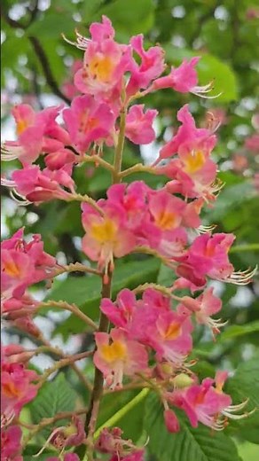 Pov: Bloom of a Red Horse-Chestnut tree, the favorite flowers of hummingbird. #Discovering #Boston
