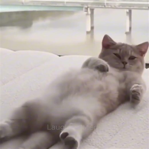 Dogs That Make You laugh hard 😍🤣 #funnydogvideos #funnycatvideos #dogfunnyvideos #catfunny