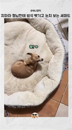 나 좀 도와줘... 치와와 형님한테 방석 뺏기고 눈치 보는 셰퍼드 😂