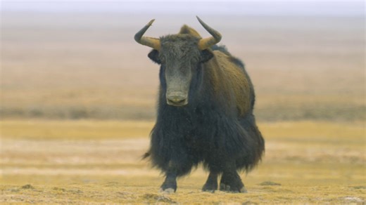 The wild yak is one of the most resilient species to have evolved on the Qinghai-Tibet Plateau. With their intimidating size and numbers, even wolves give them a wide berth most of the time. But wolves are nothing if not opportunistic, so when a yak strays from the herd, all bets are off. | CGTN Documentary